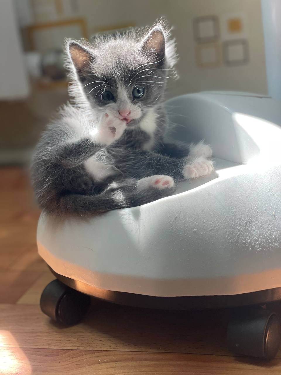 Кот играет