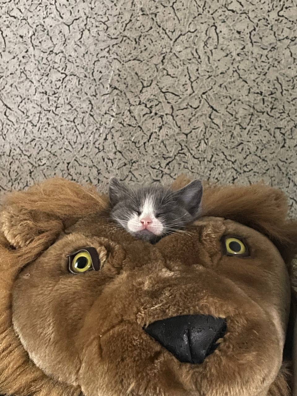 Кот спит