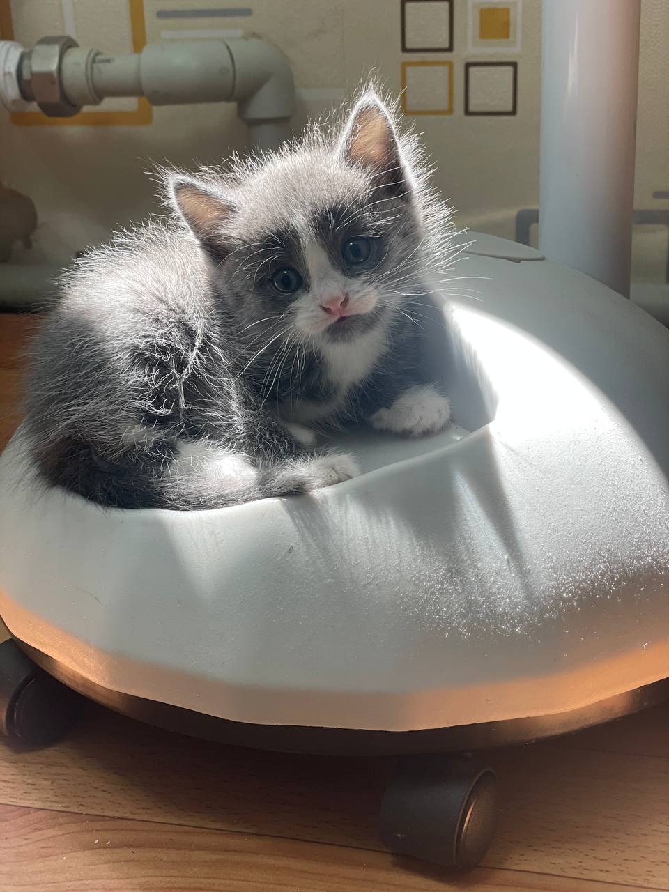 Кот отдыхает
