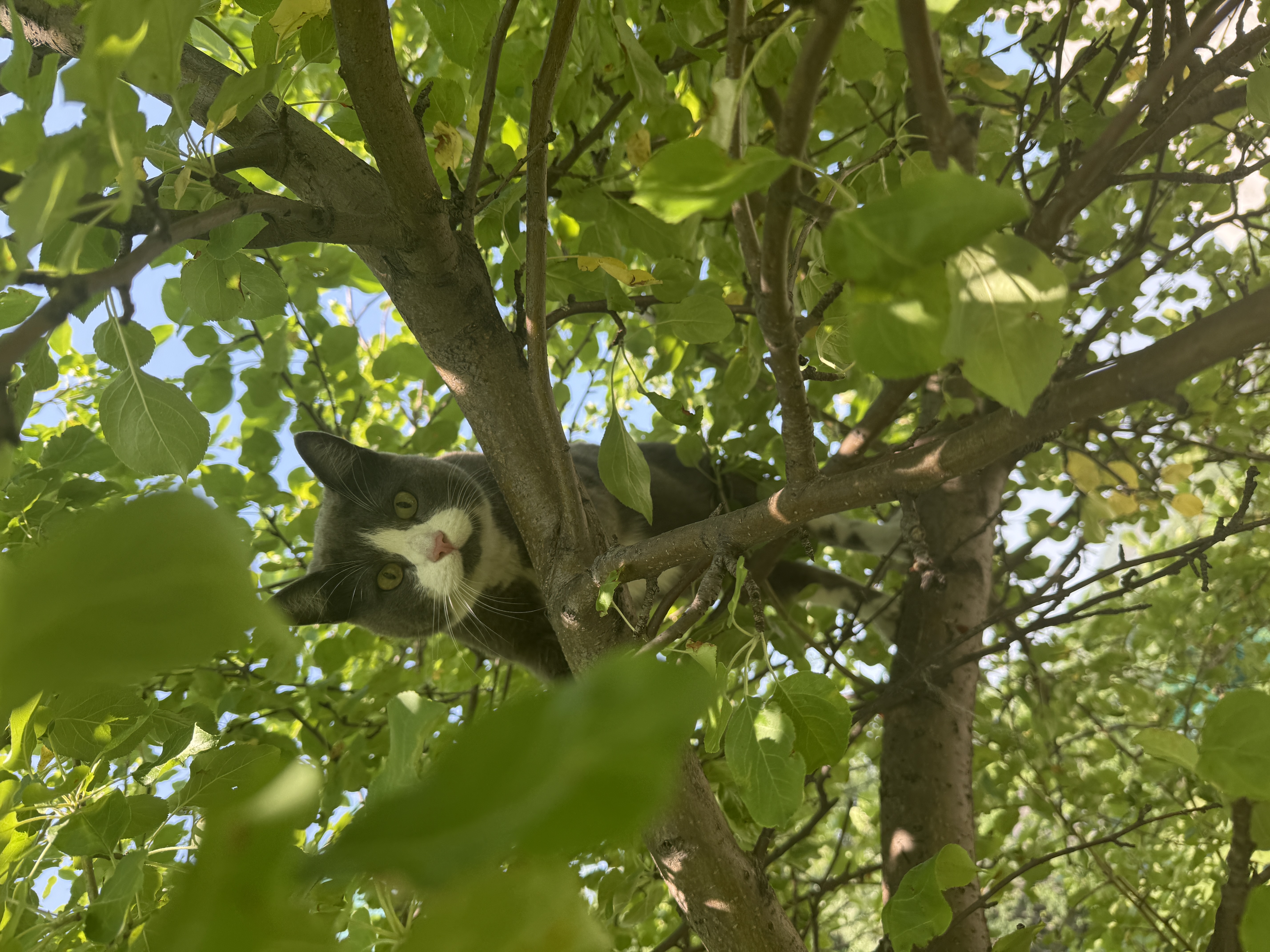 Кот наблюдает